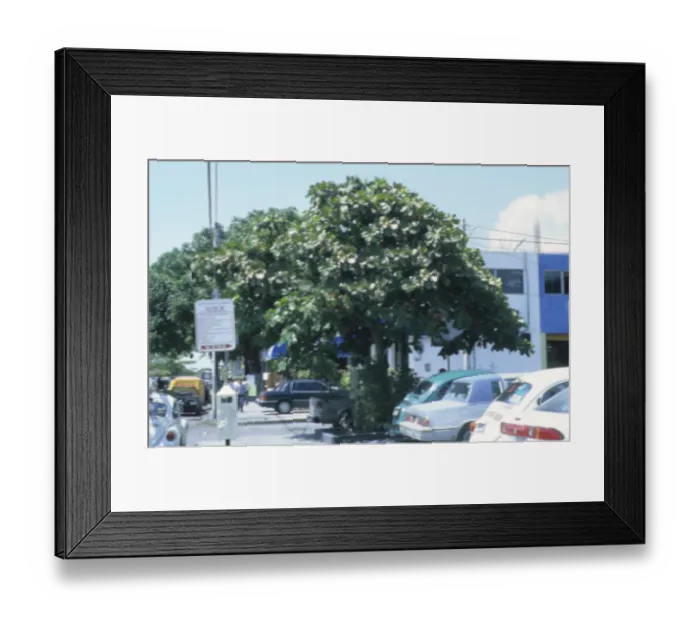 Framed Print : Indian almond tree (Terminalia catappa)