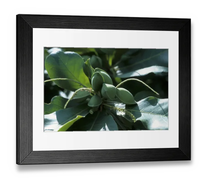 Framed Print : Indian almond tree (Terminalia catappa) Framed Print : Indian almond tree (Terminalia catappa)