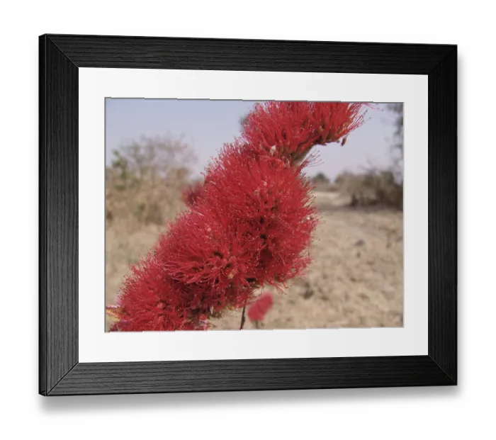 Framed Print : Likapo (Combretum platypetalum baumii) Framed Print : Likapo (Combretum platypetalum baumii)