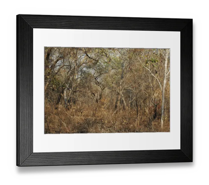 Framed Print : Dry deciduous forest in Malawi Framed Print : Dry deciduous forest in Malawi
