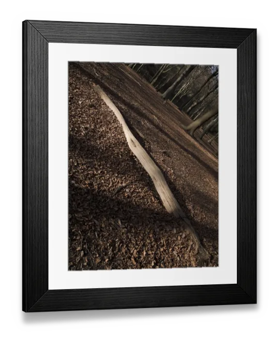 Framed Print : Deciduous forest floor