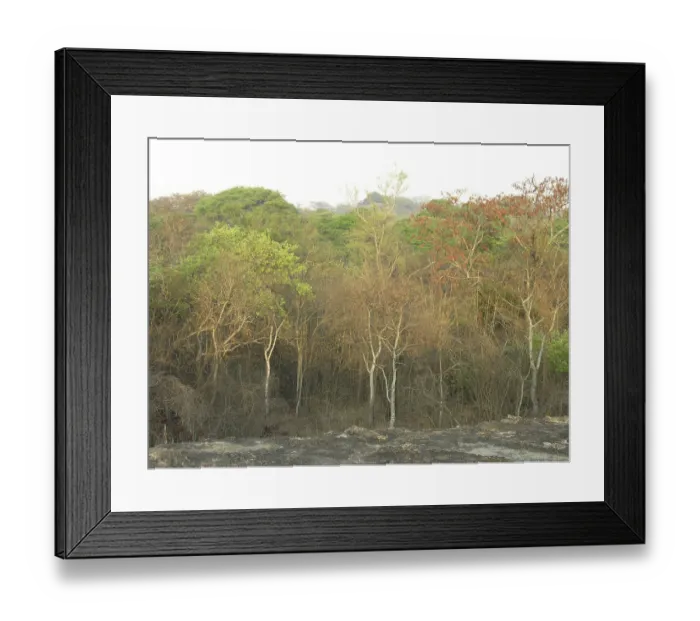 Framed Print : African deciduous forest after sunrise 6:30 Framed Print : African deciduous forest after sunrise 6:30