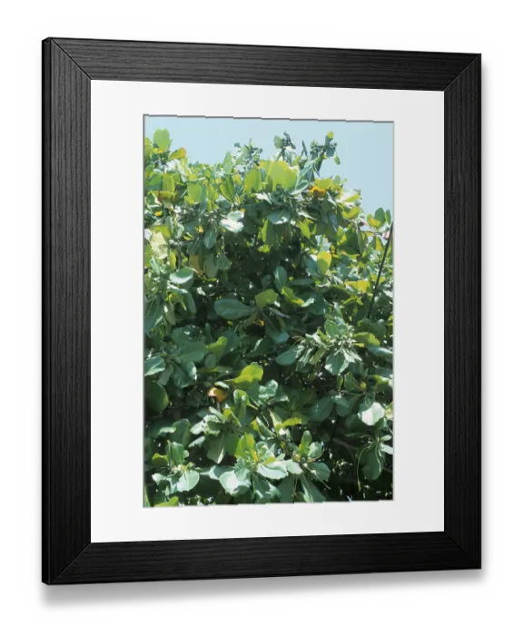 Framed Print : Indian almond (Terminalia catappa)