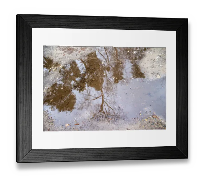 Framed Print : Pines are reflected in a puddle in the forest