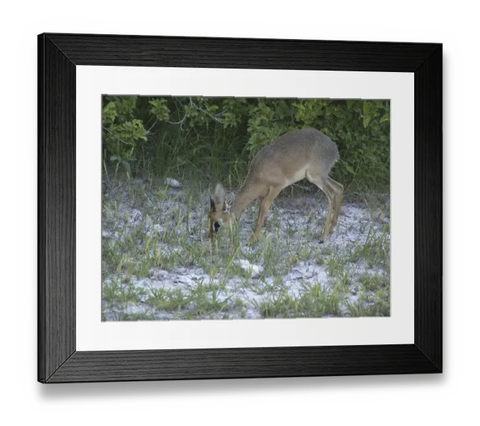 Framed Print : Kirkdikdik (Madoqua kirkii)