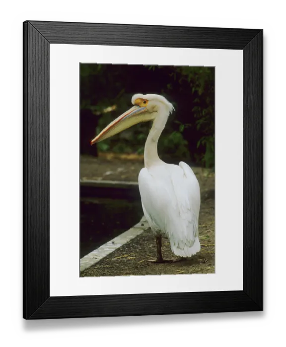 Framed Print : Pink pelican (Pelicanus onocrotalus)