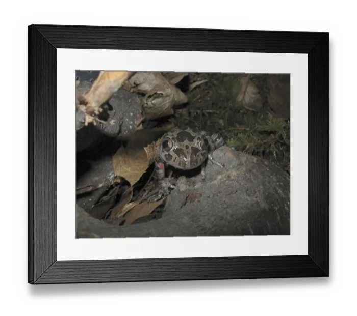 Framed Print : Spotted Woodcreeper (Phlyctimantis maculatus) Framed Print : Spotted Woodcreeper (Phlyctimantis maculatus)