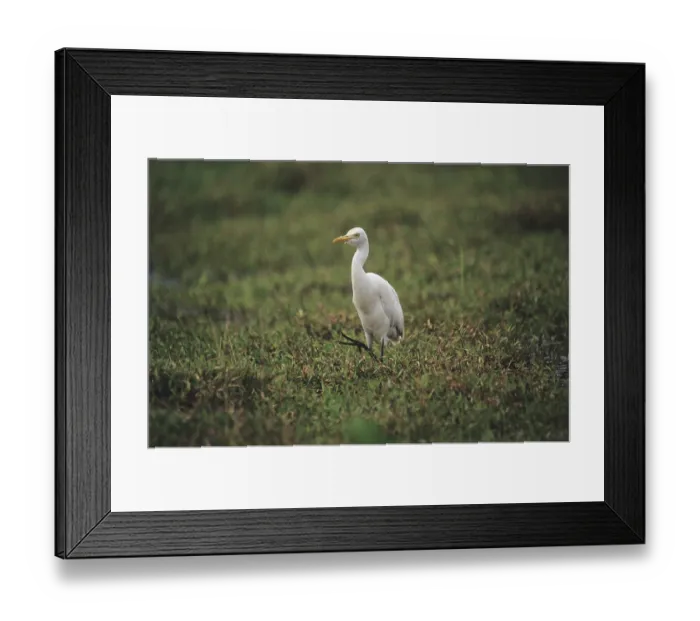 Framed Print : Cattle Egret (Bubulcus ibis) Framed Print : Cattle Egret (Bubulcus ibis)