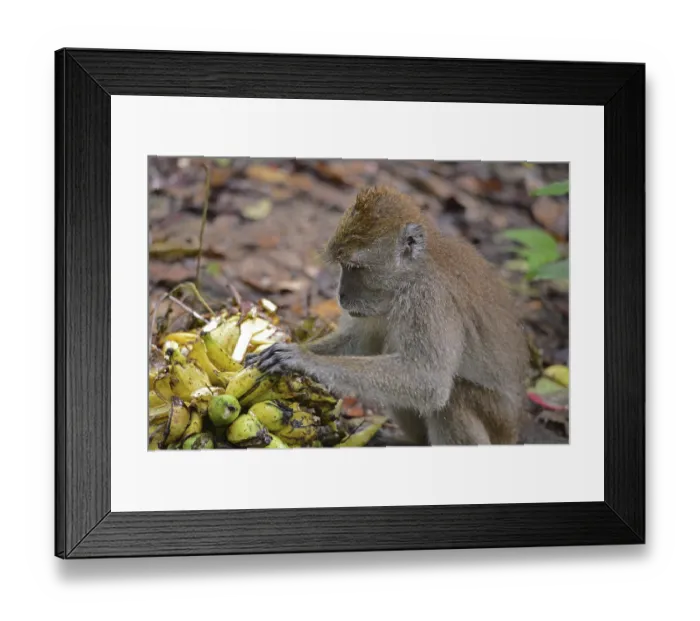 Framed Print : Java monkey (Macaca fascicularis)