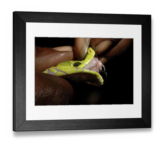 Framed Print : Venomous teeth of the Eastern green mamba (Dendroaspis angusticeps) Framed Print : Venomous teeth of the Eastern green mamba (Dendroaspis angusticeps)