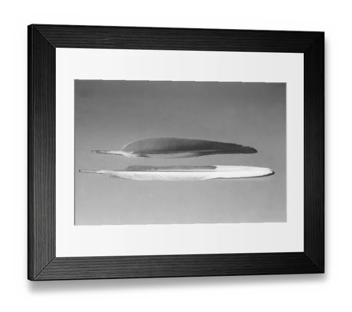 Framed Print : Feathers of Rose-cheeked Parrot + Forked Roller 65° UV (Pionopsitta pulchra + Coracias caudata)