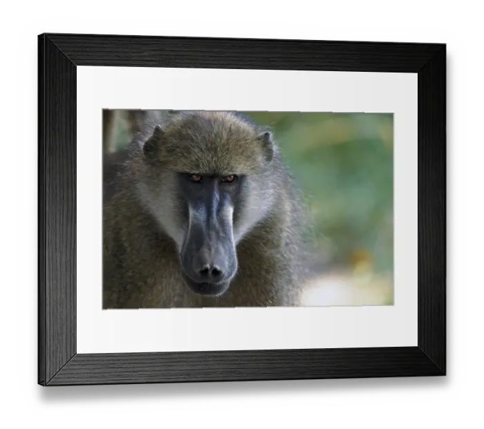 Framed Print : Bear baboon (Papio ursinus) Framed Print : Bear baboon (Papio ursinus)