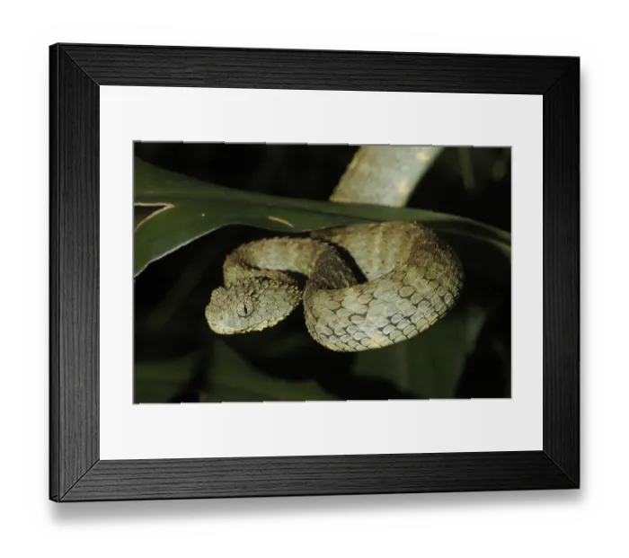 Framed Print : Common bush viper (Atheris squamigera)