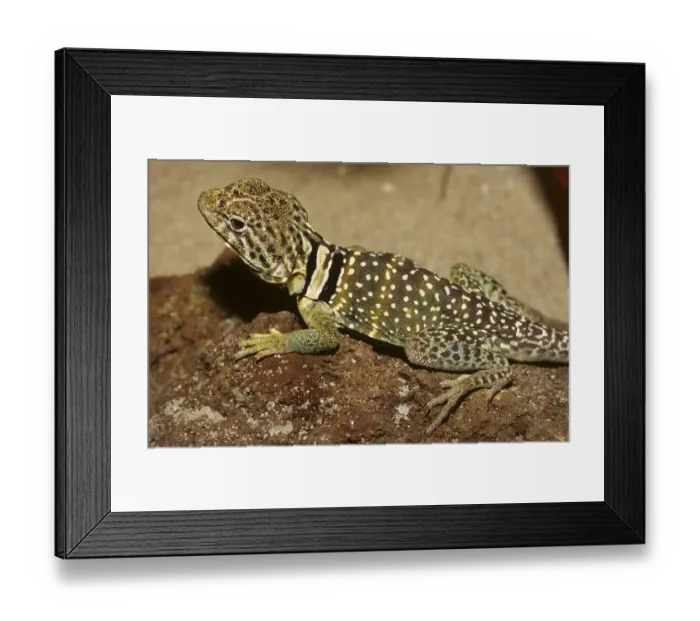 Framed Print : Collared Iguana (Ctrotaphytus collaris)
