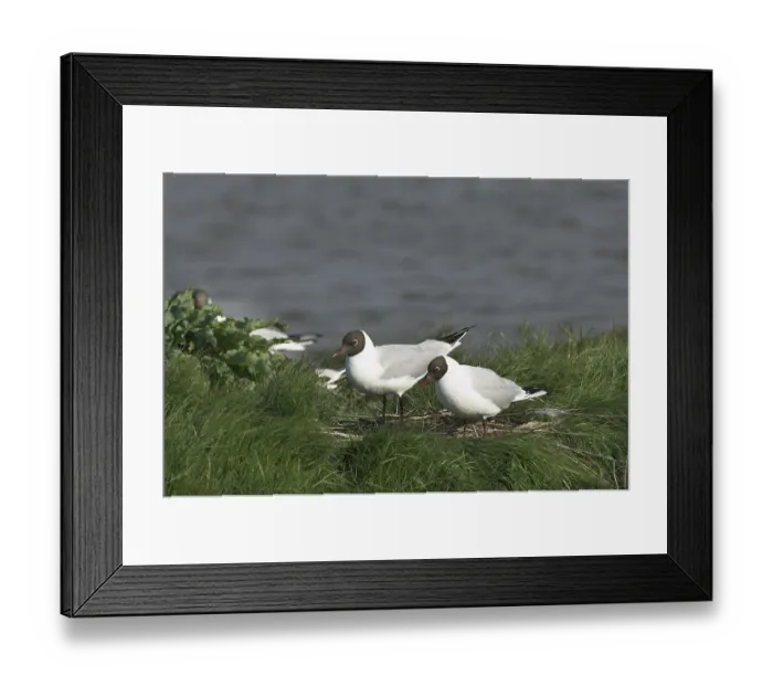 Framed Print : Black-headed Black-headed Gull (Larus ridibundus) Framed Print : Black-headed Black-headed Gull (Larus ridibundus)