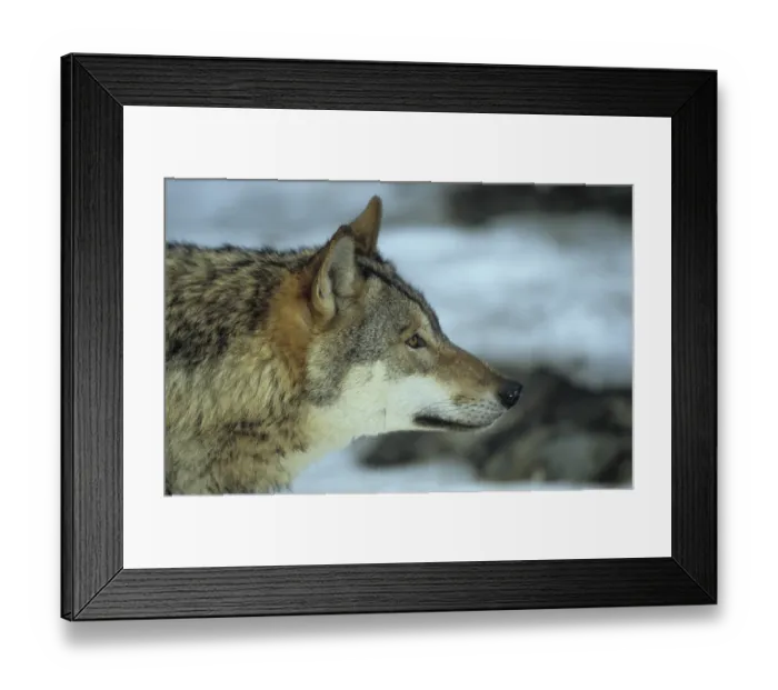 Framed Print : Wolf (Canis lupus) Framed Print : Wolf (Canis lupus)