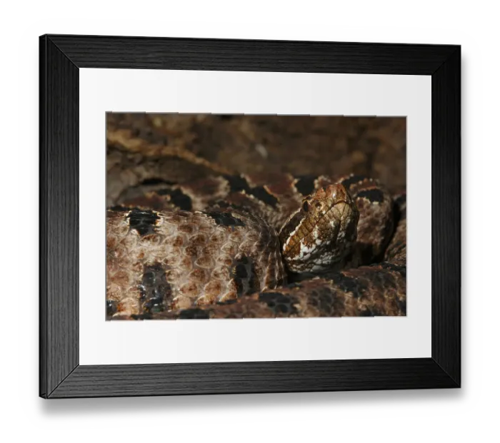 Framed Print : Red rattlesnake (Sistrurus miliarius miliarius)