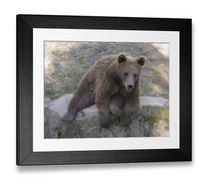 Framed Print : Brown bear (Ursus arctos arctos) Framed Print : Brown bear (Ursus arctos arctos)
