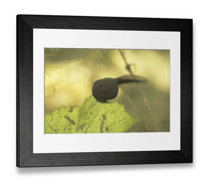 Framed Print : Tadpole Framed Print : Tadpole