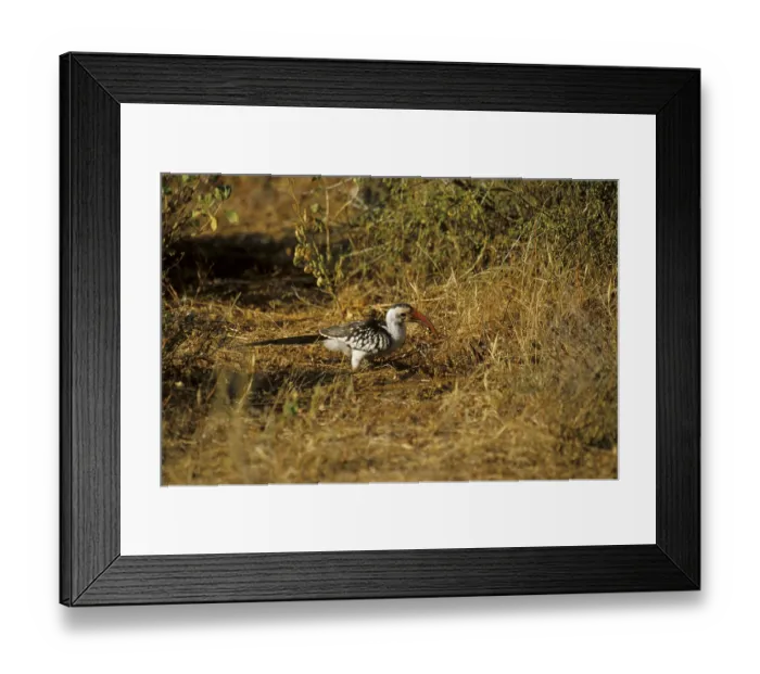 Framed Print : Red-billed Hornbill (Tockus erythrorhynchus) Framed Print : Red-billed Hornbill (Tockus erythrorhynchus)