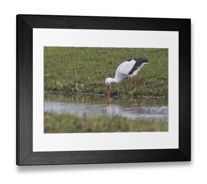 Framed Print : White stork (Ciconia ciconia)