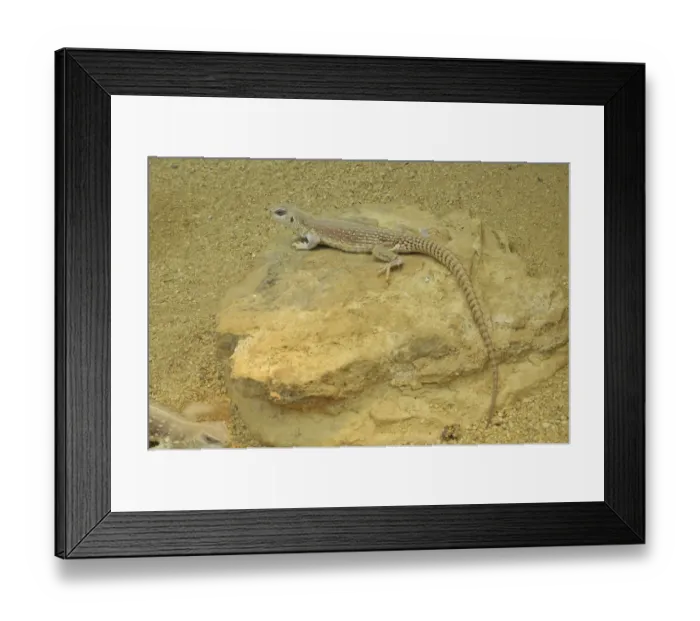 Framed Print : Desert iguana (Dipsosaurus dorsalis dorsalis)