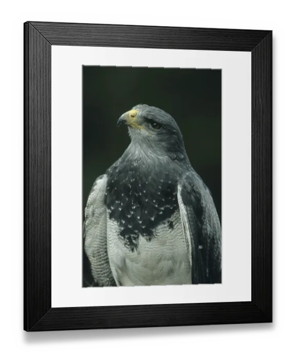 Framed Print : Aguja or blue buzzard (Geranoaetus melanoleucus) Framed Print : Aguja or blue buzzard (Geranoaetus melanoleucus)