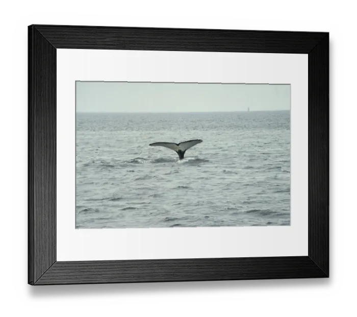 Framed Print : Humpback whale (Megaptera novaeanliae)