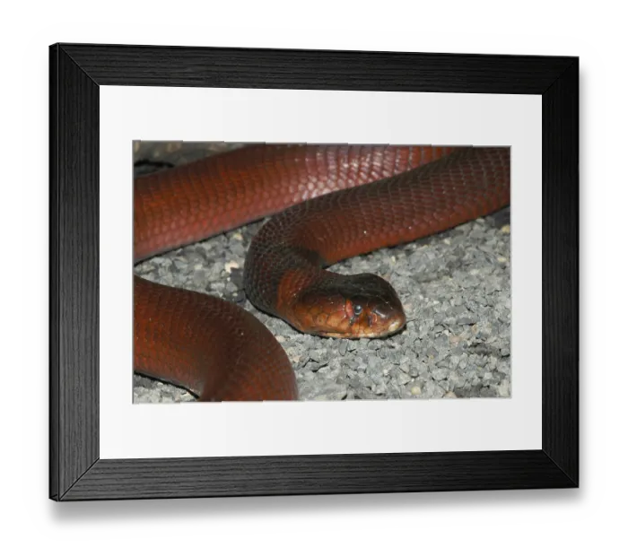 Framed Print : Red spitting cobra (Naja pallida) Framed Print : Red spitting cobra (Naja pallida)