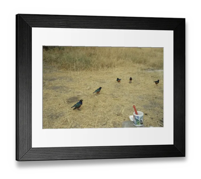 Framed Print : Tricoloured Glossy Starling (Lamprotornis superbus)