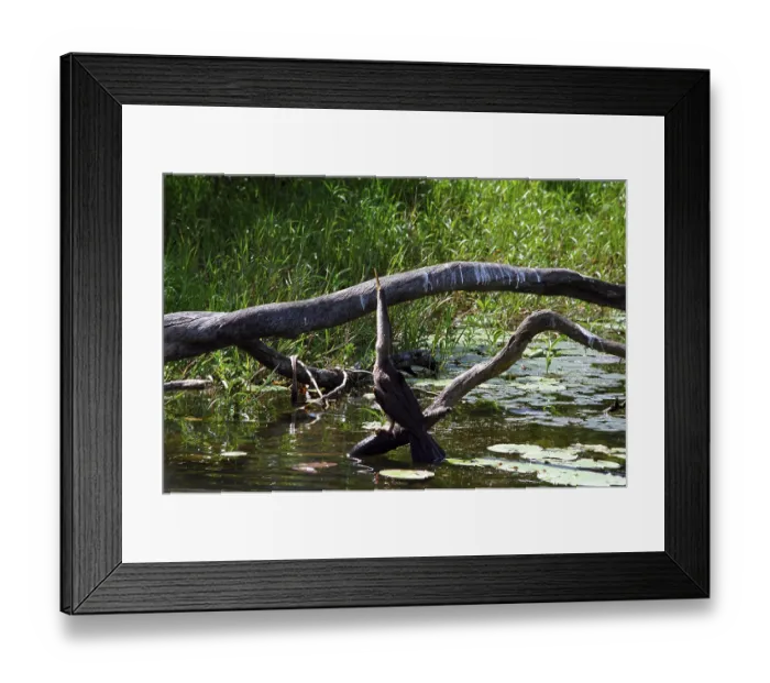 Framed Print : Australasian darter (Anhinga novaehollandiae) Framed Print : Australasian darter (Anhinga novaehollandiae)
