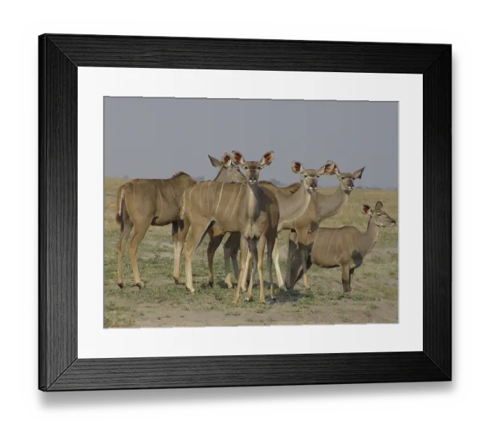 Framed Print : Greater kudu (Tragelaphus strepsiceros) Framed Print : Greater kudu (Tragelaphus strepsiceros)