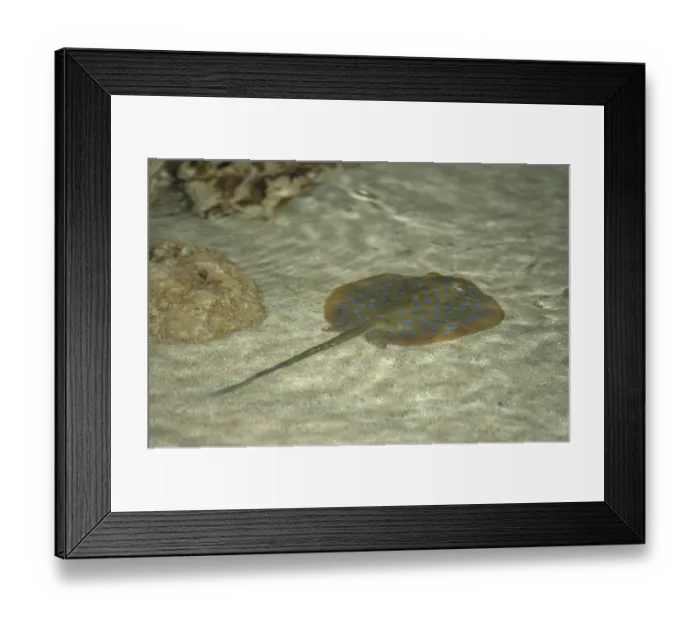 Framed Print : Blue-spotted stingray (Taeniura lymma)