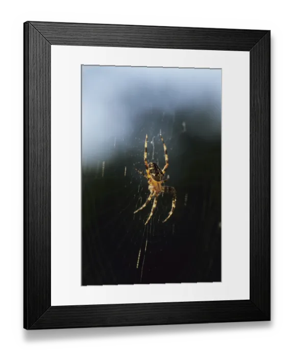 Framed Print : Cross spider (Araneus diadematus)