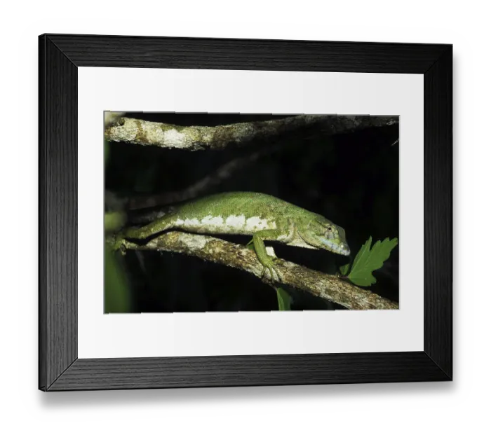 Framed Print : Sharp-shinned Iguana (Polychrus marmoratus)