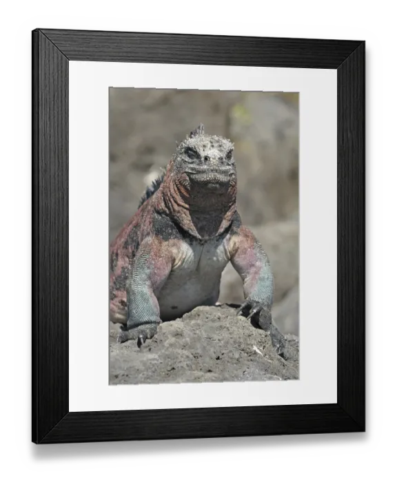 Framed Print : Galapagos sea lizard (Amblyrhynchus cristatus)