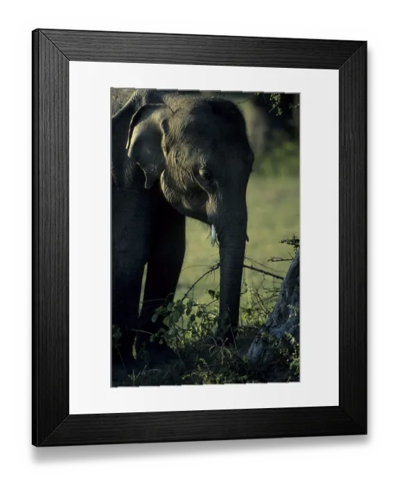 Framed Print : Young Indian elephant (Elephas indicus) Framed Print : Young Indian elephant (Elephas indicus)