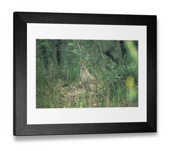 Framed Print : Kangaroo (Macropodinae) Framed Print : Kangaroo (Macropodinae)