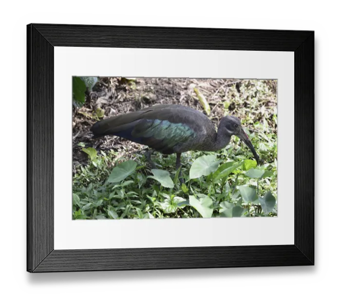 Framed Print : Hagedash ibis (Bostrychia hagedash) Framed Print : Hagedash ibis (Bostrychia hagedash)