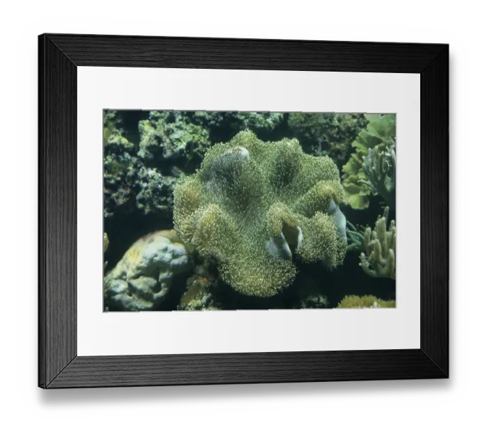 Framed Print : Carpet anemone (Stichodactyla haddoni)