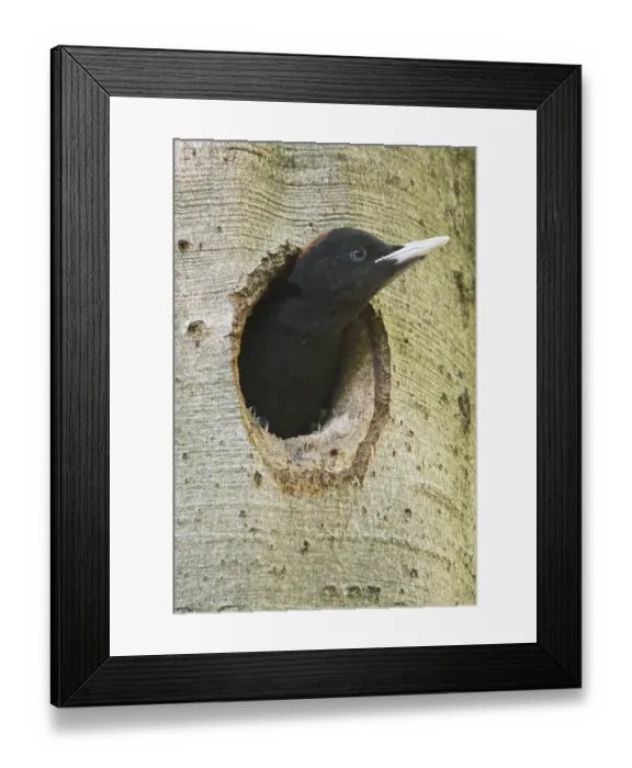 Framed Print : Black woodpecker (Dryocopus martius)