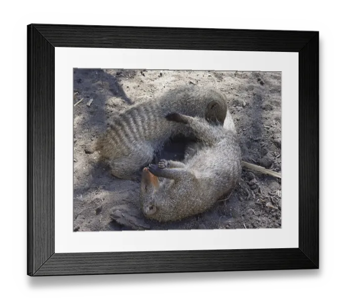 Framed Print : Zebra mongoose (Mungo mongoose)