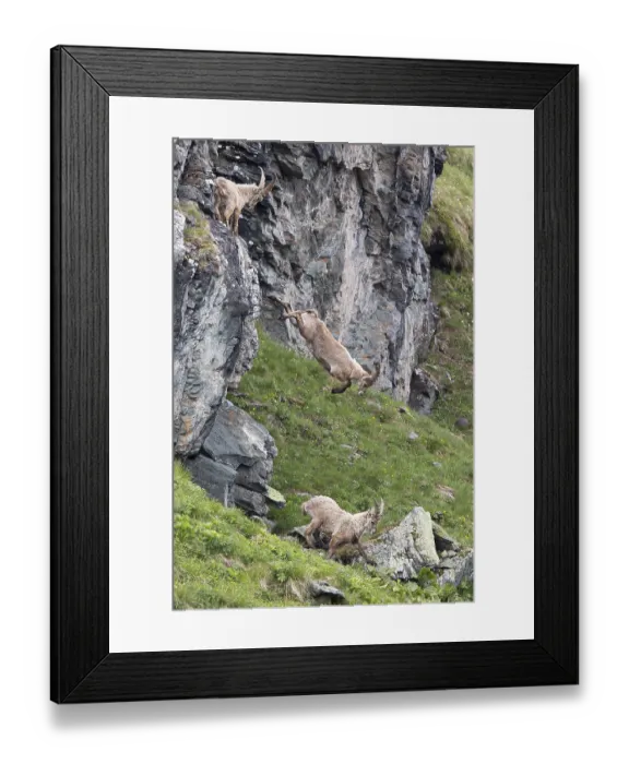 Framed Print : Alpine ibex (Capra ibex) descending