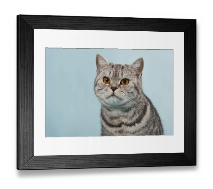 Framed Print : British Shorthair tabby, male cat, portrait