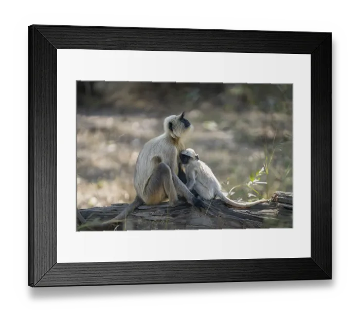 Framed Print : Northern plains gray langur (Semnopithecus entellus)