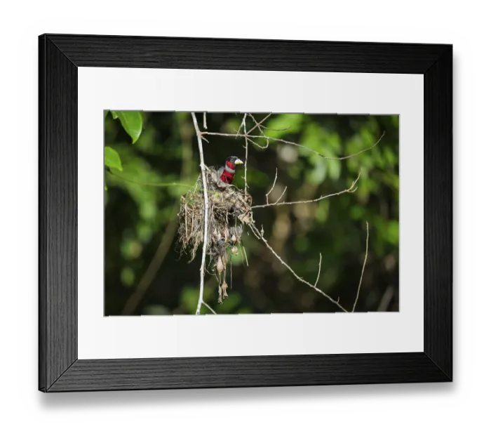 Framed Print : Crimson Broadbill (Cymbirhynchus macrorhynchos) Framed Print : Crimson Broadbill (Cymbirhynchus macrorhynchos)