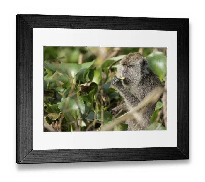 Framed Print : Javanese monkey (Macaca fascicularis)