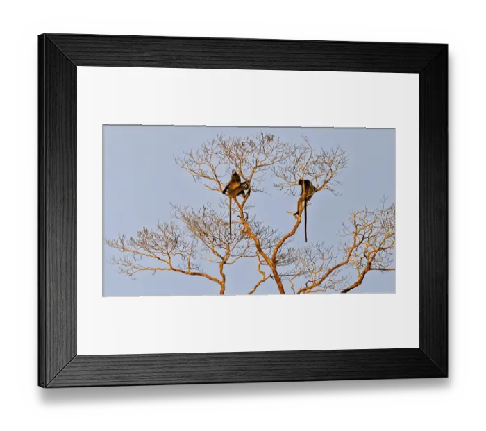 Framed Print : Silvery ribbonfish (Trachypithecus cristatus) Framed Print : Silvery ribbonfish (Trachypithecus cristatus)
