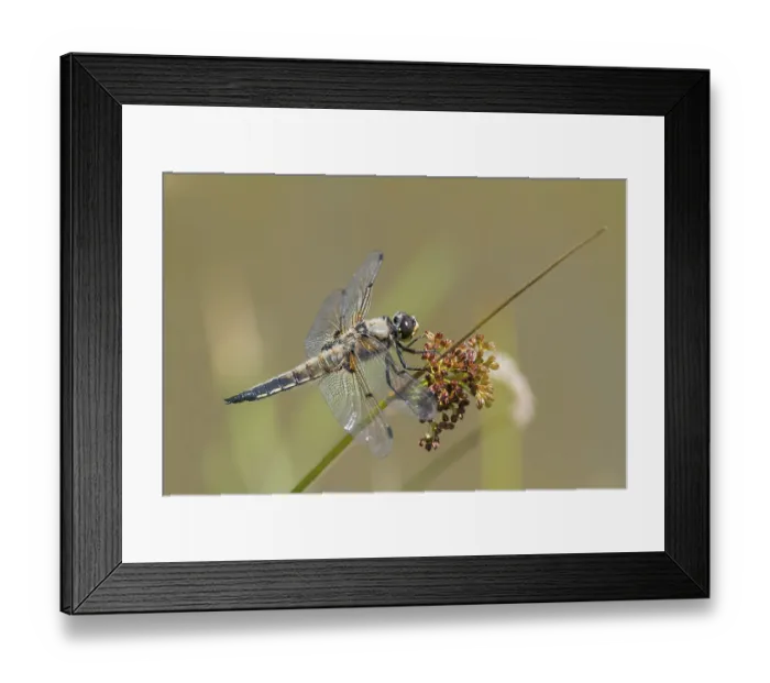 Framed Print : Four-Spotted Chaser (Libellula quadrimaculata)