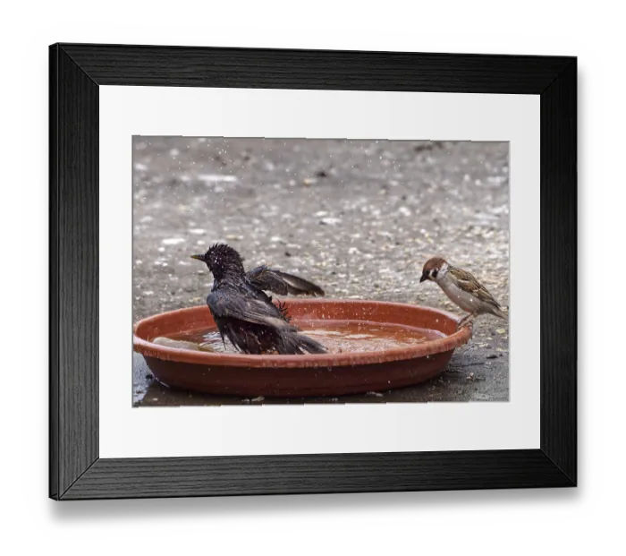 Framed Print : Bathing common starling (Sturnus vulgaris) with spectators House sparrow (Passer domesticus) Framed Print : Bathing common starling (Sturnus vulgaris) with spectators House sparrow (Passer domesticus)
